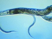 Исследование: черви убивают себя ради развития колонии