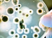 Итальянские ученые нашли изьян в "непобедимой" бактерии