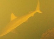 Океанологи обнаружили возле кратера действующего вулкана крупных акул (Видео)