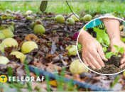 Що робити з опалими яблуками на дачі