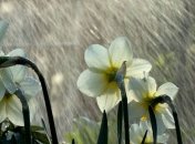 Последние дни мая в Украине будут дождливыми