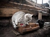 Украинские коты в зоне ООС