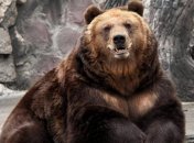 На балансі "Укрзалізниці" під час аудиту раптово знайшли двох ведмедів: стала відома їхня доля