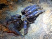 Молодые пауки имеют яркую окраску