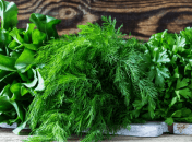 Свежий укроп