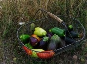 Посівний календар на червень 2022 по днях