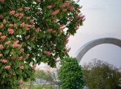 Киев озеленят тремя тысячами деревьев