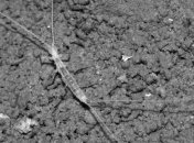 Ученые нашли неизвестное науке существо, которое назвали Turkmenocampa mirabilis