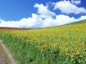 Погода в Украине 27 июля: солнечно, на западе - возможен дождь