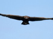 Испанские орнитологи взялись за разведение черных грифов 
