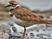 Крупнейший канадский музыкальный фестиваль может сорваться из-за птичьего гнезда