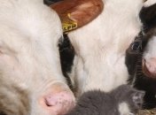 Государство выплатит 183 млн грн за содержание молодняка КРС