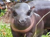 Детеныш карликового бегемота