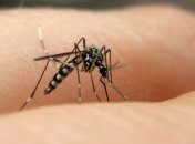 Биологи объяснили любовь комаров к человеческой крови