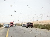 На греческом острове объявили чрезвычайное положение из-за саранчи