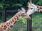 Ученые: пятна у жирафов имеют свойство передаваться от матери ребенку 