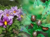 Как бороться с колорадскими жуками