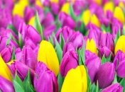 Поздравления с 8 марта на украинском языке