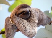 Ленивцы практически не спускаются с деревьев на землю