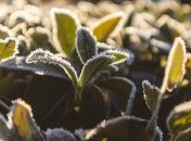 Деяким рослинам потрібне обов’язкове укриття від морозів