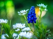 Юрьев день: приметы и обряды на 6 мая