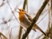 Приметы и обряды на 9 марта - Иванов день