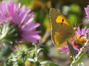 Дожди и холодные ночи: в Украину идет похолодание