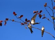 Какой праздник 7 марта: народные приметы и запреты