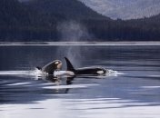 Глобальное потепление вынуждает косаток мигрировать на север 