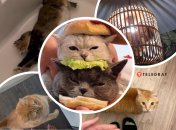 Настоящие каскадеры и булочки: 10 свежих смешных видео с котами