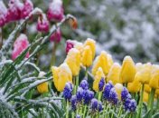 Заморозки на ґрунті