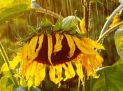 Україну накриє антициклон з дощами і грозами: погода на 12 серпня