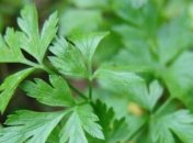 Лечебные свойства петрушки