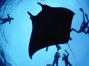 Разгадана тайна электрических рыб