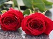 Женщина заявила, что не смогла пройти мимо красивых роз