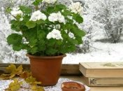 Место у окна с сквозняками не самое лучшее зимой для цветов