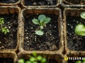 Некоторые культуры можно высаживать в открытый грунт до наступления тепла (изображение создано с помощью ИИ)