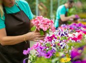 Петунія – прикраса будь-якого саду