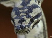 Двухметровый питон "гуляет" по Ужгороду