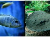 Псевдотрофеус зебра и глазчатый хвостокол