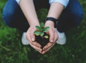 Как определить кислотность почвы без лабораторного анализа