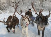 Оживили древний вирус из фекалий северных оленей