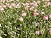 За хранение маковой соломки мужчина может отсидеть пять лет