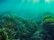 Водоростям не подобається шум людей - вчені прийшли до несподіваного висновку