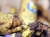 Плодовые мушки особо досаждают осенью