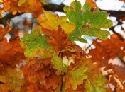 Приметы и обряды на 3 ноября – Илларионов день