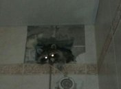 В Киеве спасатели вытащили застрявшего в вентиляции енота