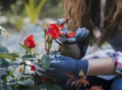 Правильная обрезка роз - инвестиция в пышное цветение весной