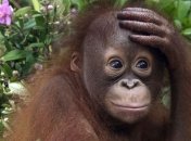 Обнаружена уникальная способность обезьян