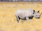 Надежда есть: ученые получили третий эмбрион почти вымершего северного белого носорога